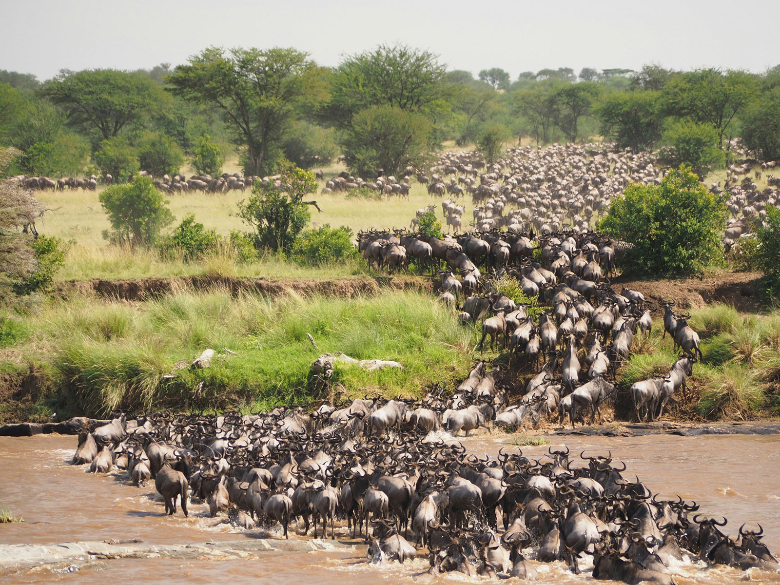 African Safari Tours