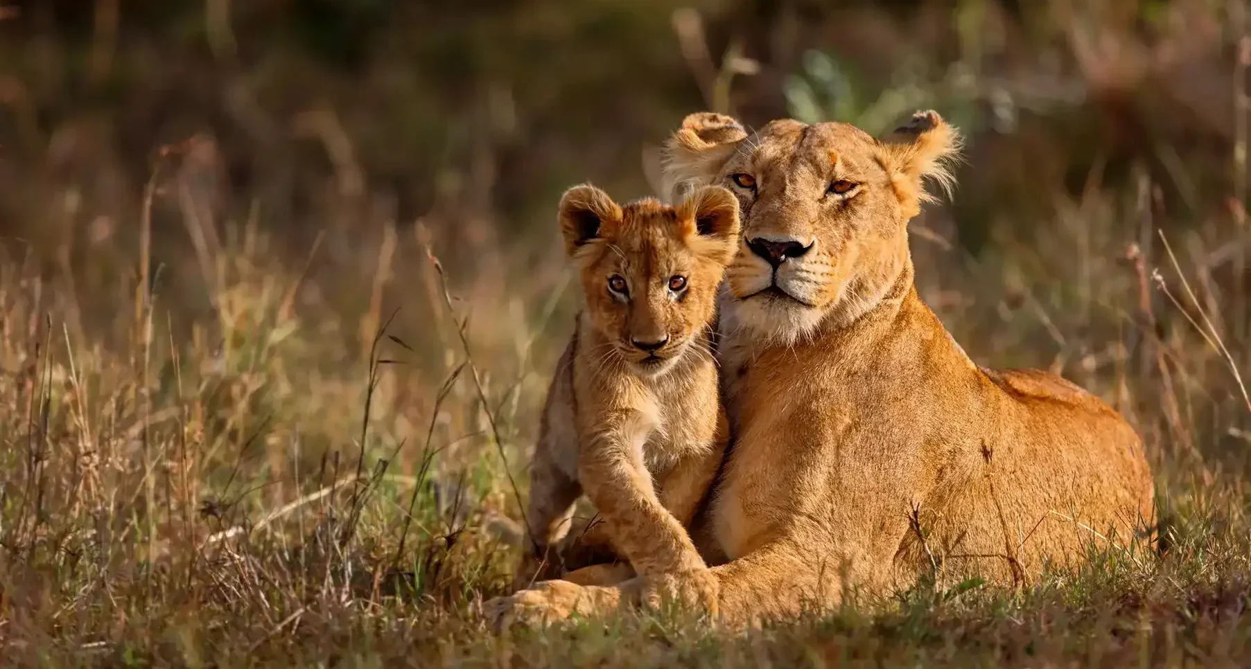 South Africa custom safari